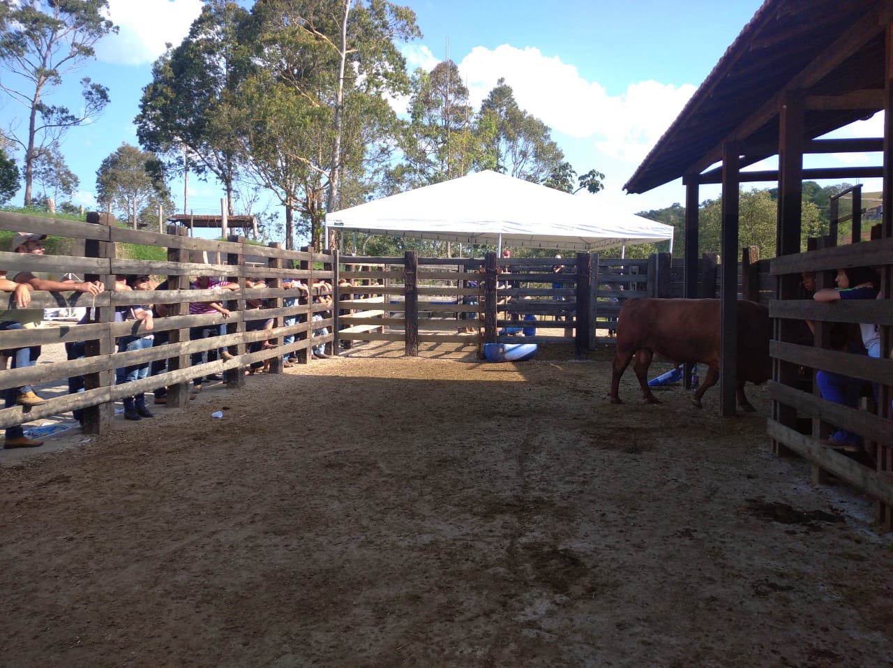 Leilão de corte bovinos e bubalinos