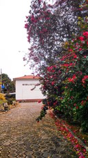 #Paratodosverem: Imagem de flores vermelhas do Campus Barbacena com o fundo do prédio da Biblioteca.