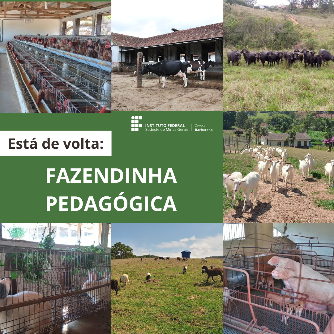 divulgação