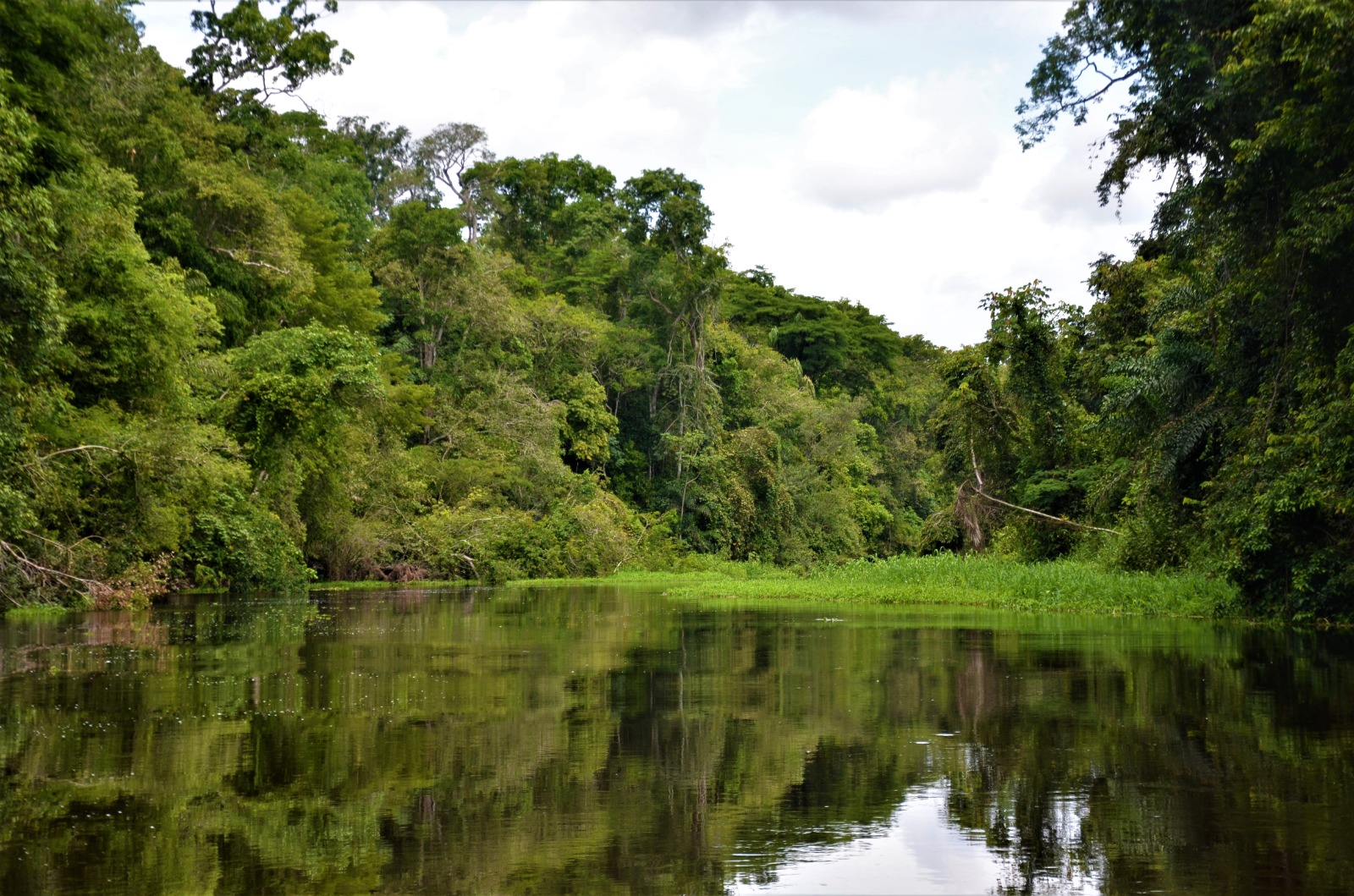 Parque Nacional de Mapinguari - Amazonas