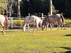 #Pratodosverem: cavalos pastando no Núcleo de Equideocultura