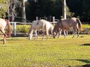 #Pratodosverem: cavalos pastando no Núcleo de Equideocultura