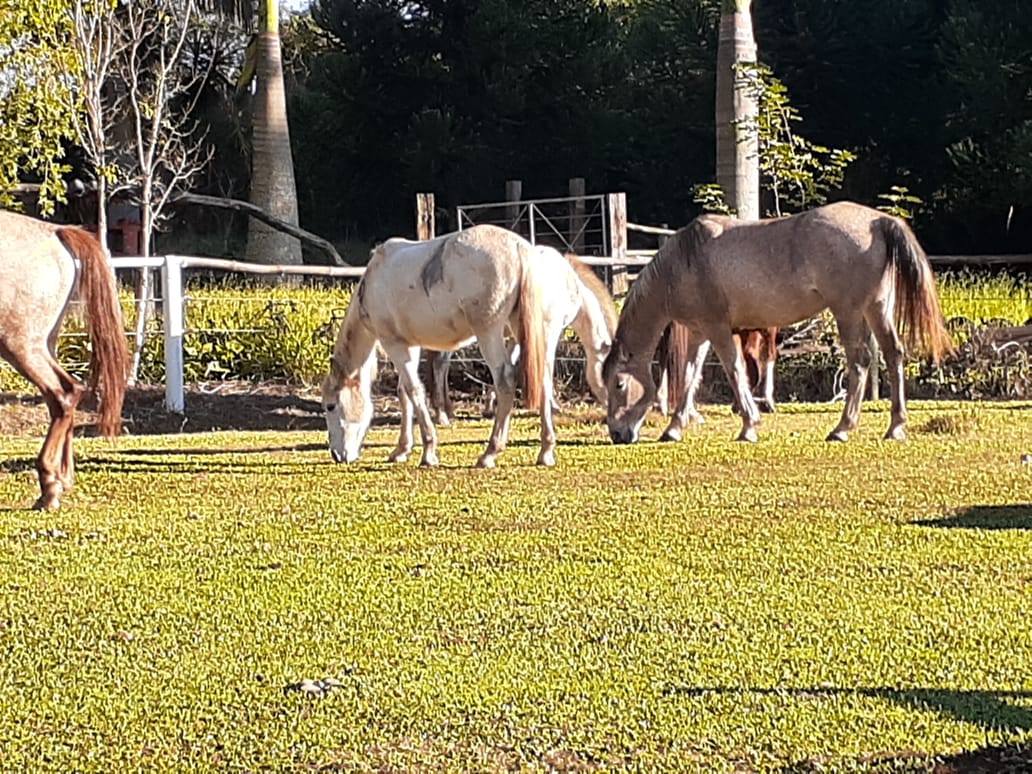 cavalos.jpeg