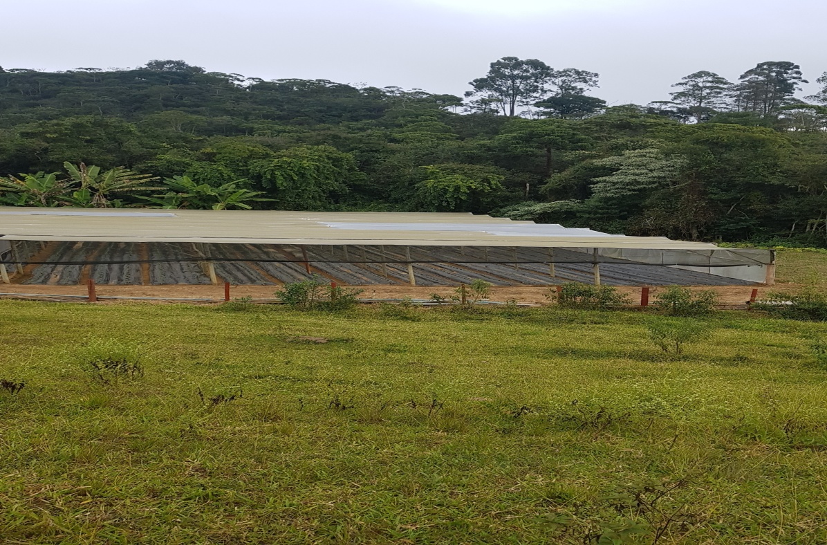 Vista da estufa de produção de olerícolas,  plantação de pimentão colorido