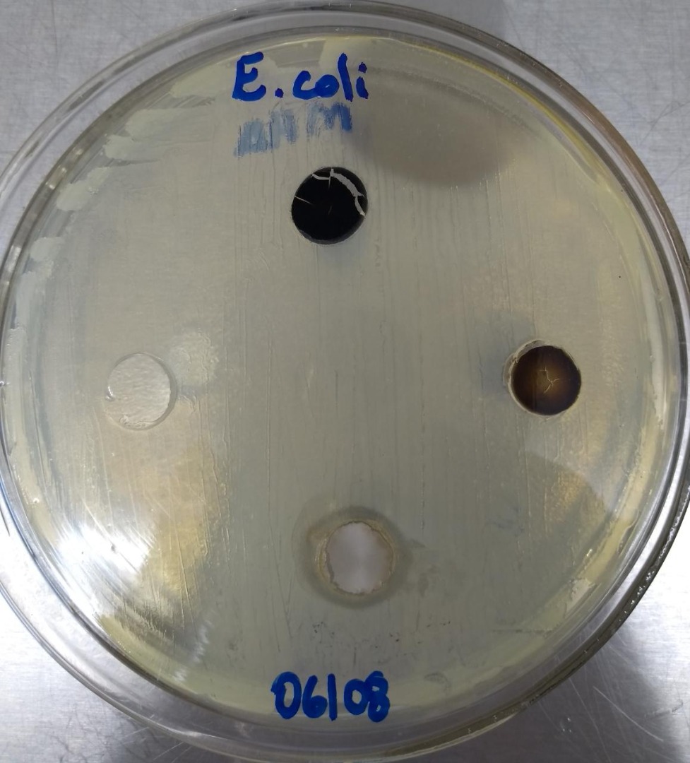 crescimento ecoli.jpg
