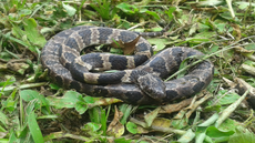 Fotógrafo: Vinicius Ferri