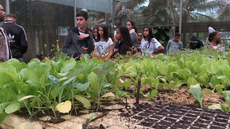 Alunos adolescentes visitam horta.