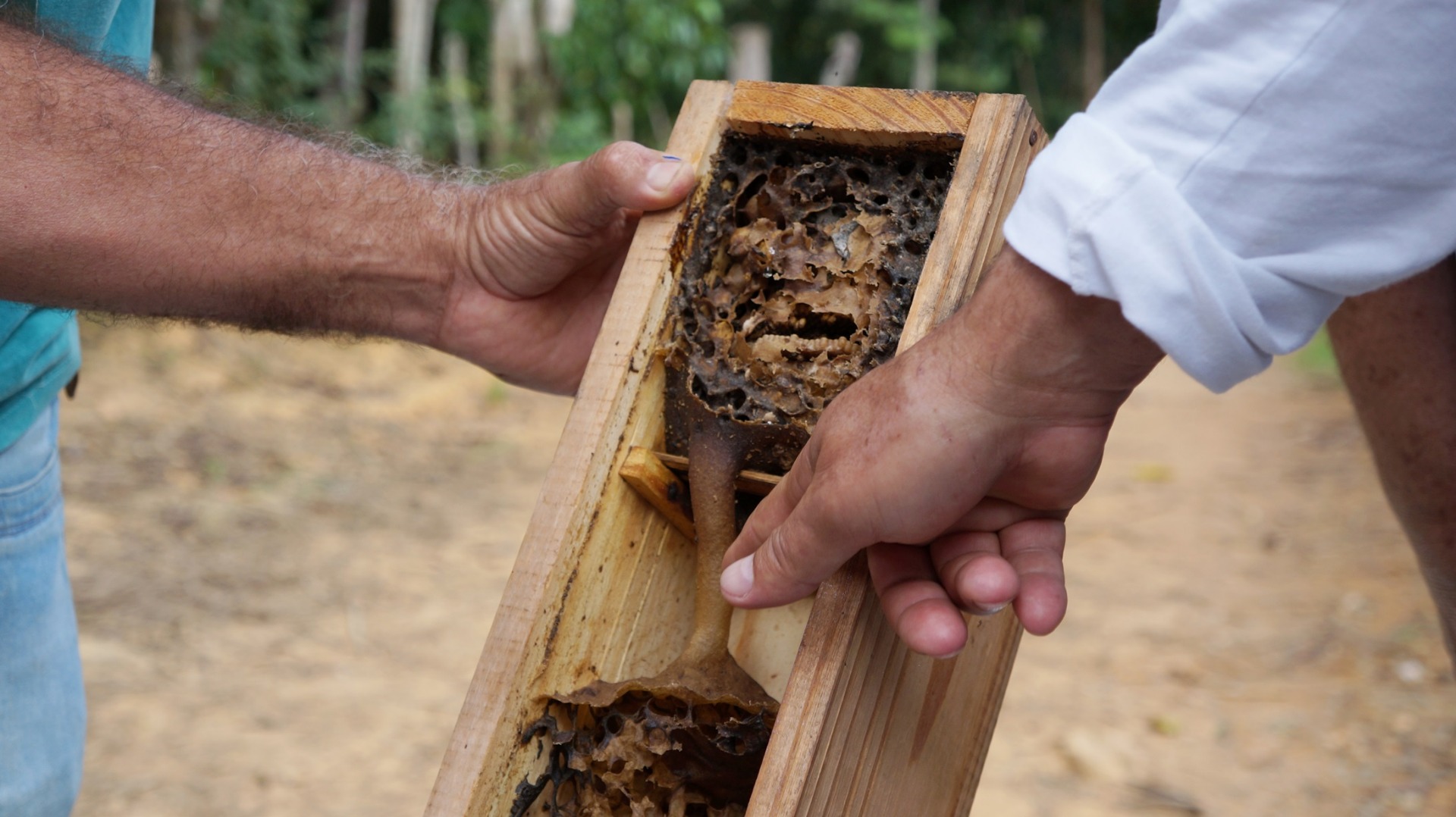 Curso meliponicultura 4