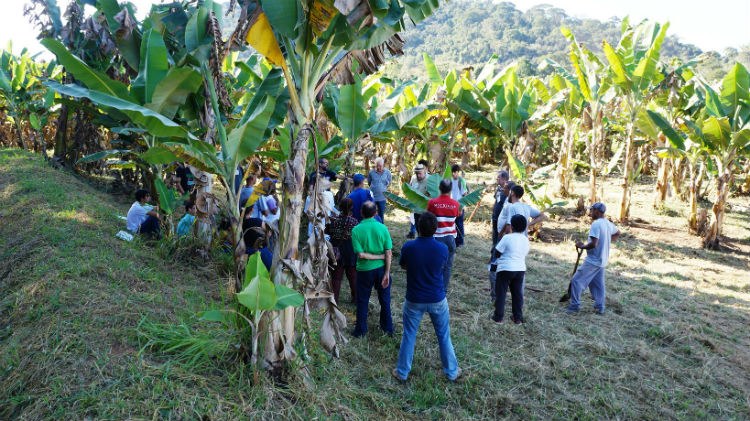 Dia de Campo - plantio de banana