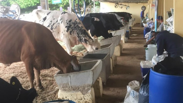 Exposição Agropecuária