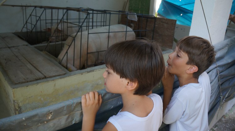 Visita Escola Municipal São José #Pratodosverem: Dois meninos observam criação de porcos.