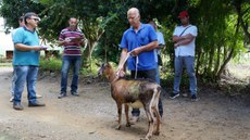 #Pratodosverem: Homem segura um dos animais que estão sendo leiloados. Ao redor, participantes e organizadores do leilão.