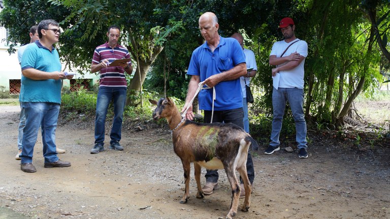 Leilão Administrativo de Animais
