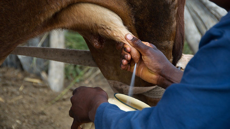 Projeto de extensão - produtor rural e agroindústria