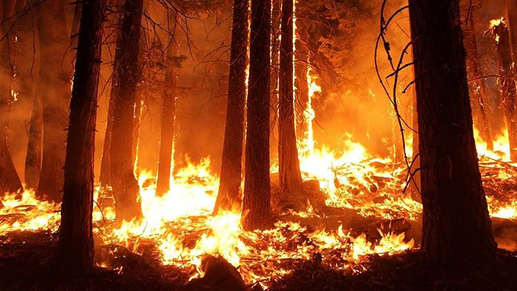 Conscientização ambiental