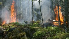 #Pratodosverem: Imagem ilustrativa. Queimada em uma floresta.