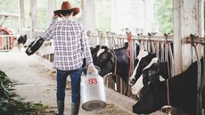 #Pratodosverem: Imagem ilustrativa. O cenário é um curral. À esquerda, aparecem cabeças das vacas. Ao centro, um homem com camisa listrada, calça jeans, bota e chapéu está de costas com um latão de leite na mão direita.