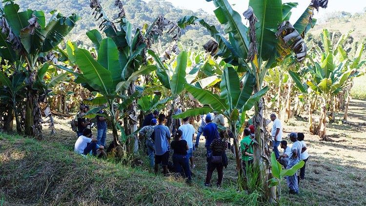 Núcleo de Estudo em Agroecologia