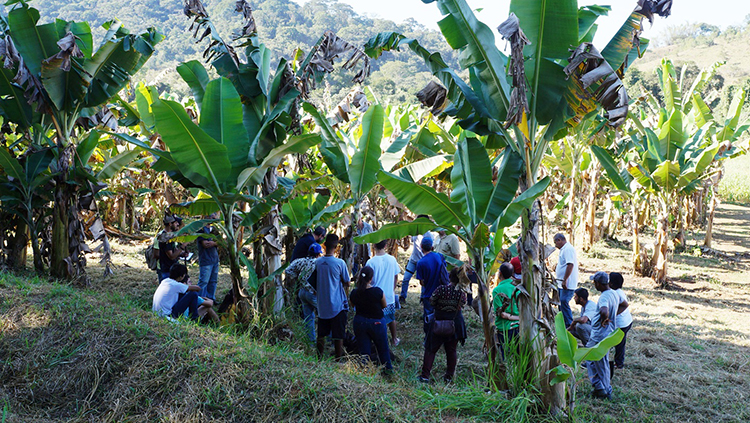 Núcleo de Estudo em Agroecologia
