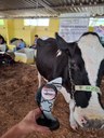 Torneio leiteiro vaca Jataí.jpg