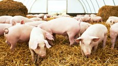 #Pratodosverem: imagem de vários porcos.