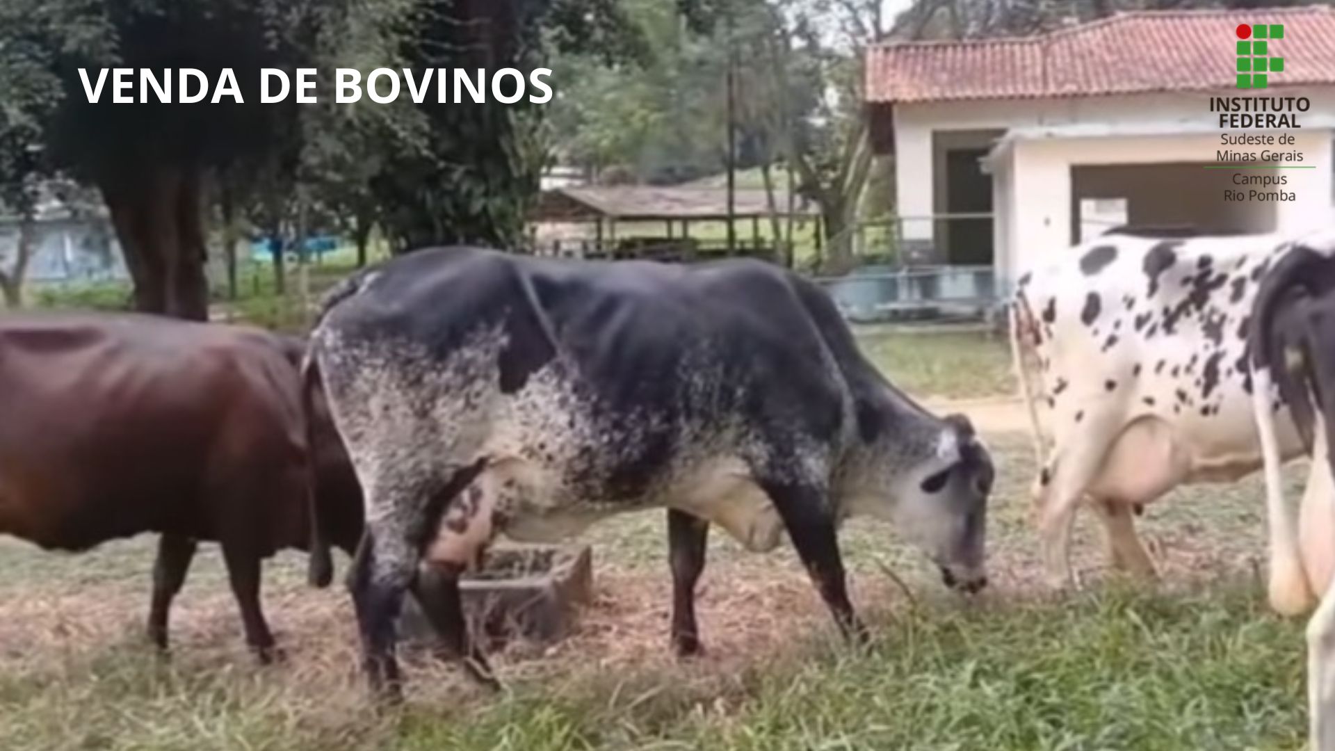 venda de bovinos.jpg