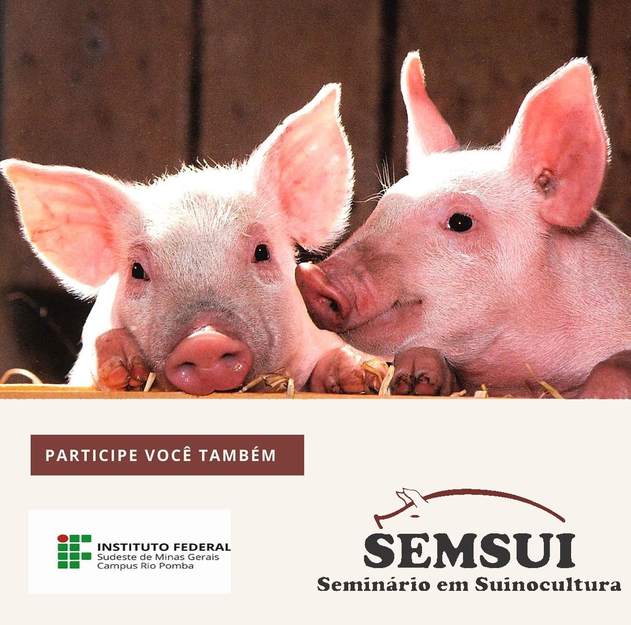semsui com porquinhos.jpg